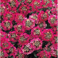 APHRODITE  WINE  RED